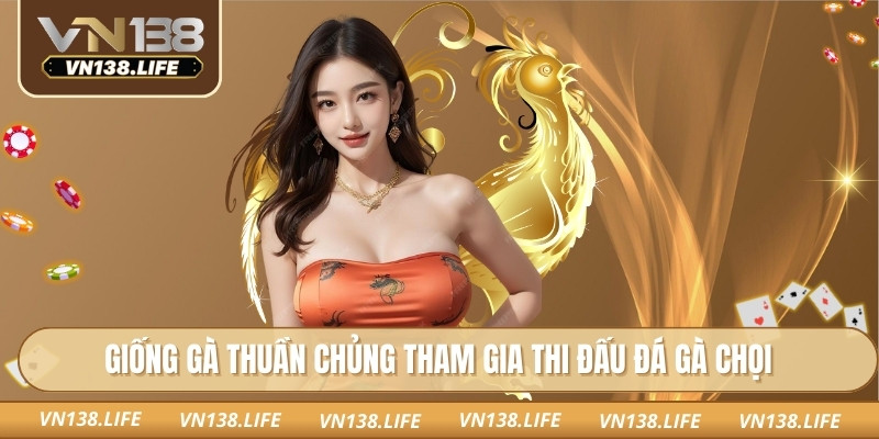 Giống gà thuần chủng tham gia thi đấu đá gà chọi